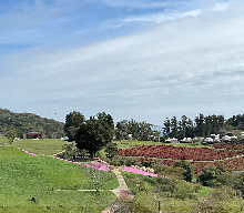 【最難関校用】灘中、開成中、桜蔭中●他商品セットで値下げ可能 中学受験2023】四谷大塚「開成・桜蔭本番レベルテスト」小6無料